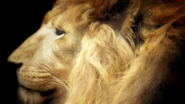 Lion Desktop Background