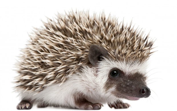 Hedgehog Wallpapers | Best Wallpapers