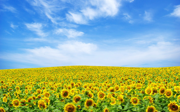 Beautiful Sunflower Wallpaper