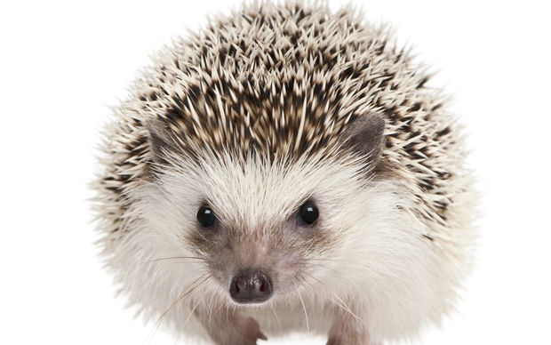 Hedgehog Desktop Background