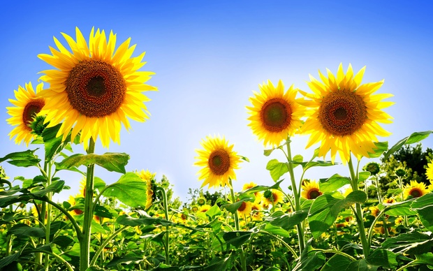 Sunflower Desktop Background