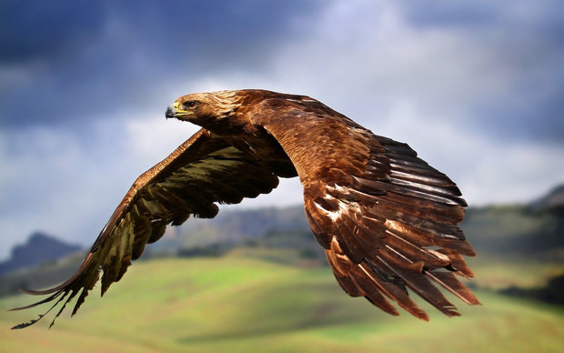 Eagles Image