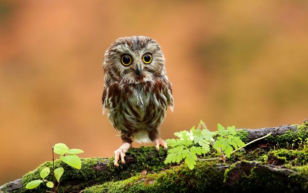 Owl High Definition Wallpaper