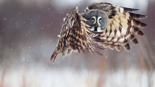 Owl Photo