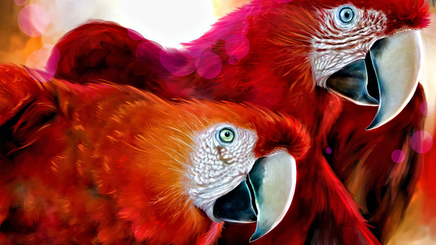 Parrot Desktop Wallpaper