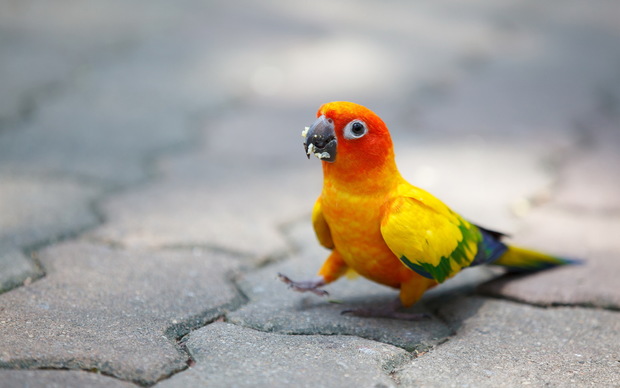 Parrot Picture