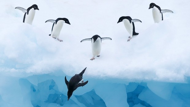 Penguin Desktop Wallpaper