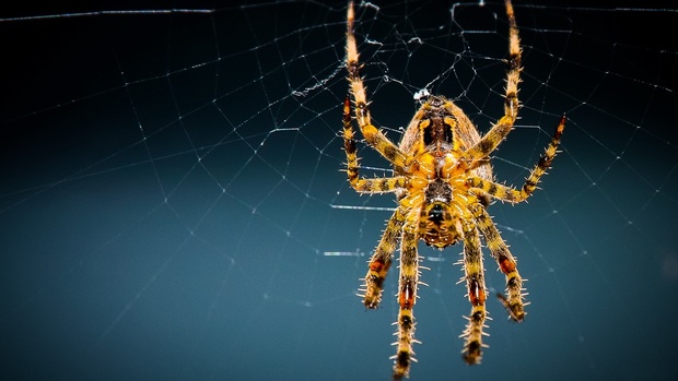 Spider Desktop Background