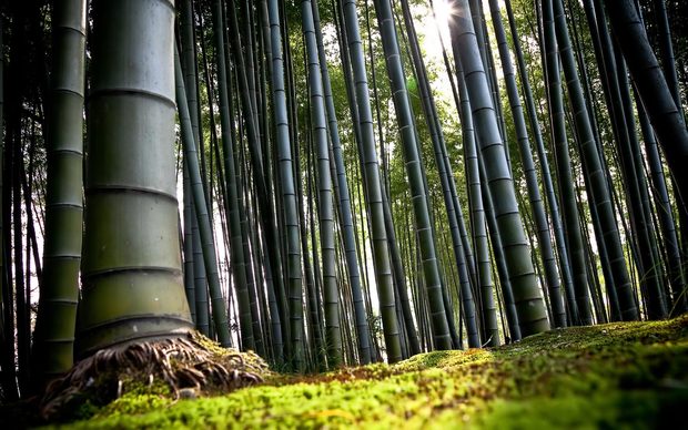 Bamboo High Definition Wallpaper