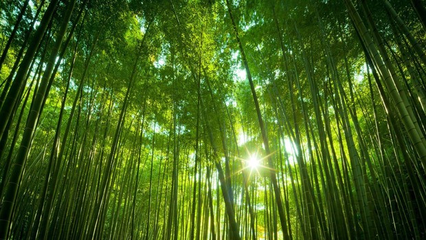 Bamboo High Quality Wallpaper