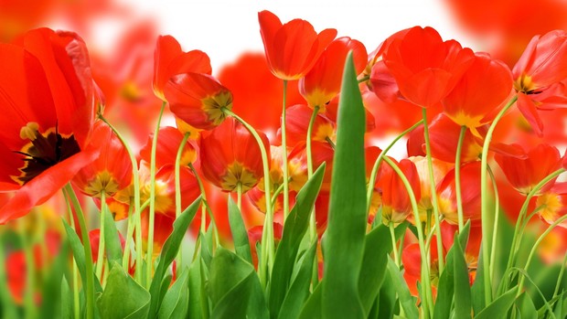 Beautiful Tulips Wallpaper