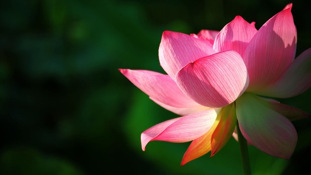 Lotus Background