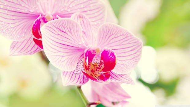 Orchids Photo