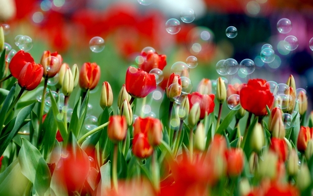 Tulips Desktop Background
