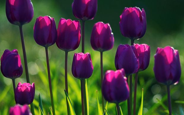 Tulips HD