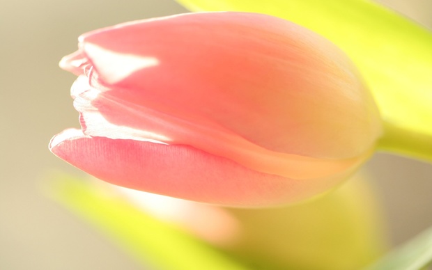 Tulips Picture
