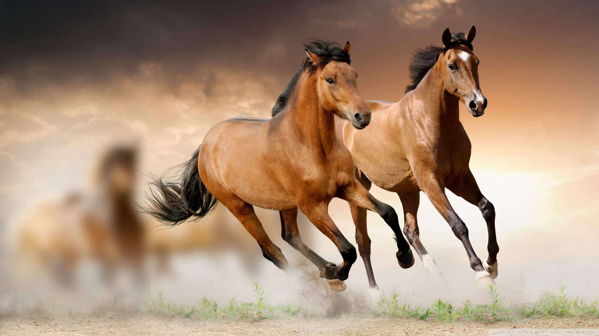 Horse Wallpapers Best Wallpapers