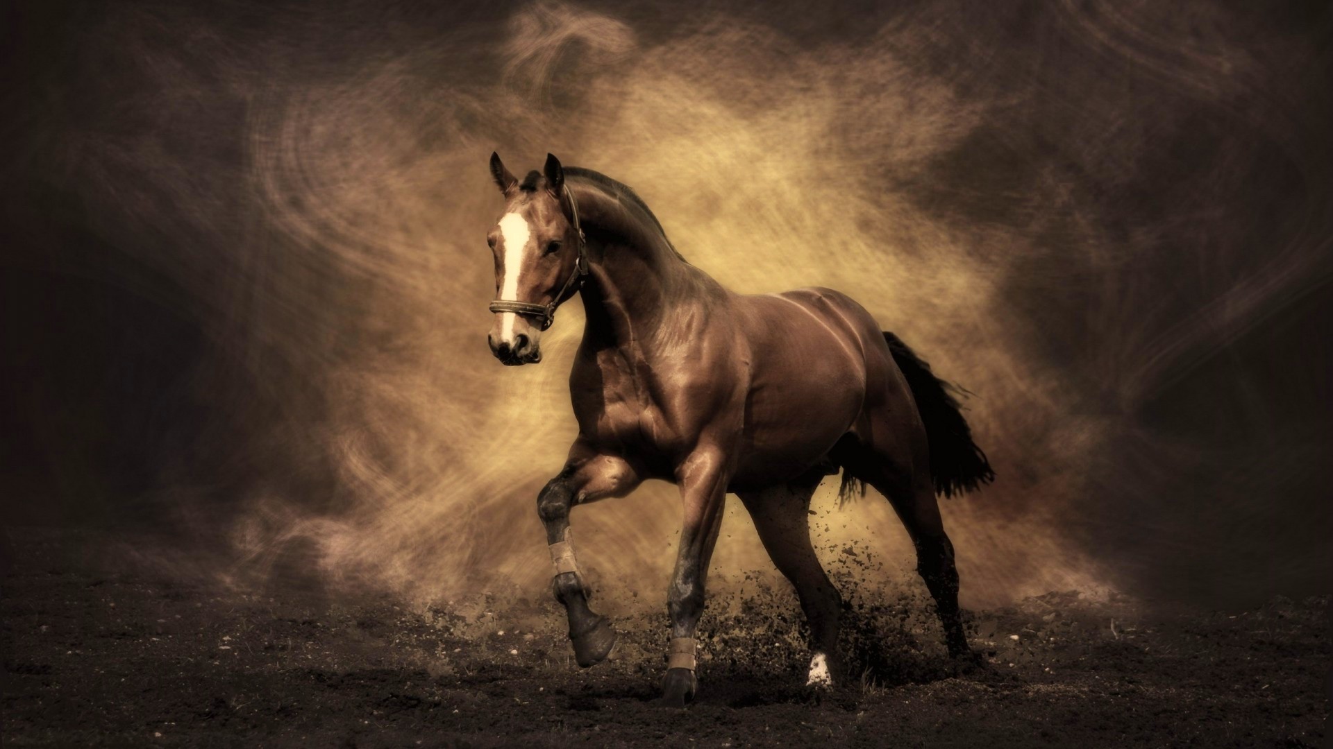 Horse Wallpaper