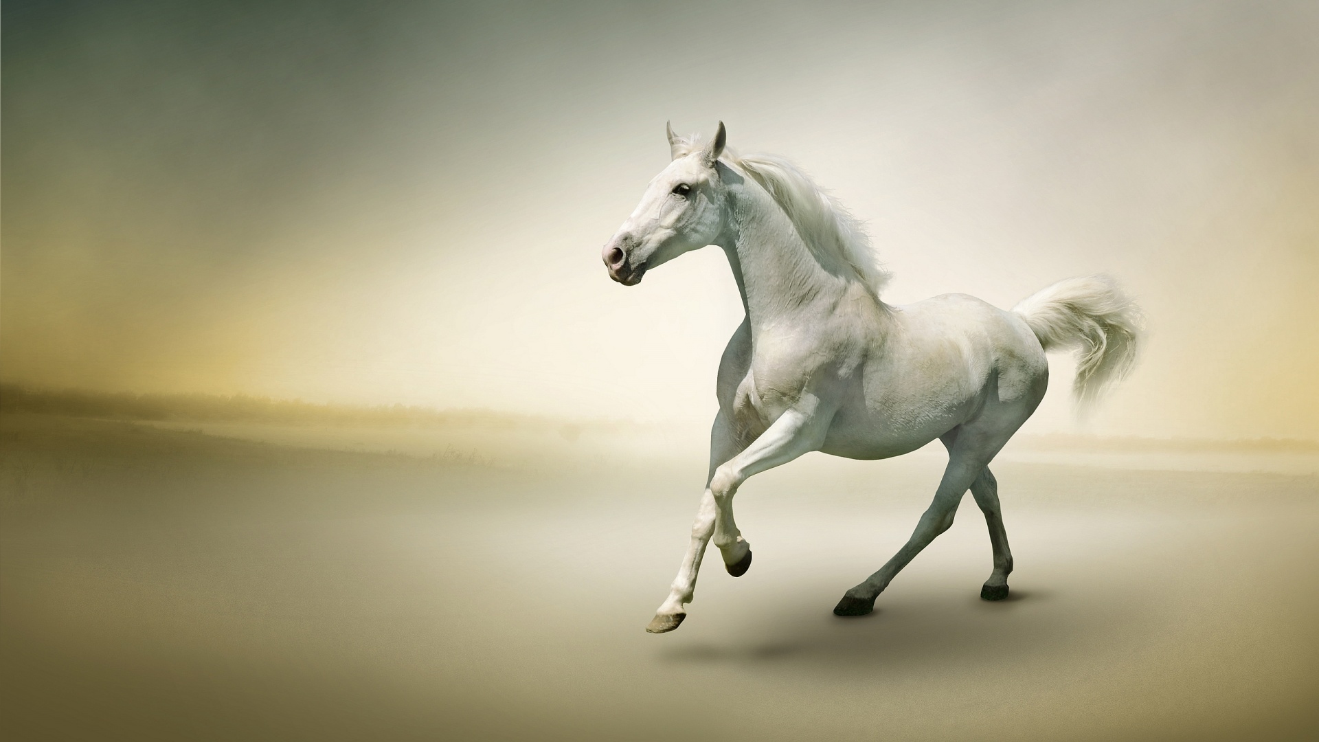 Horse Wallpapers | Best Wallpapers