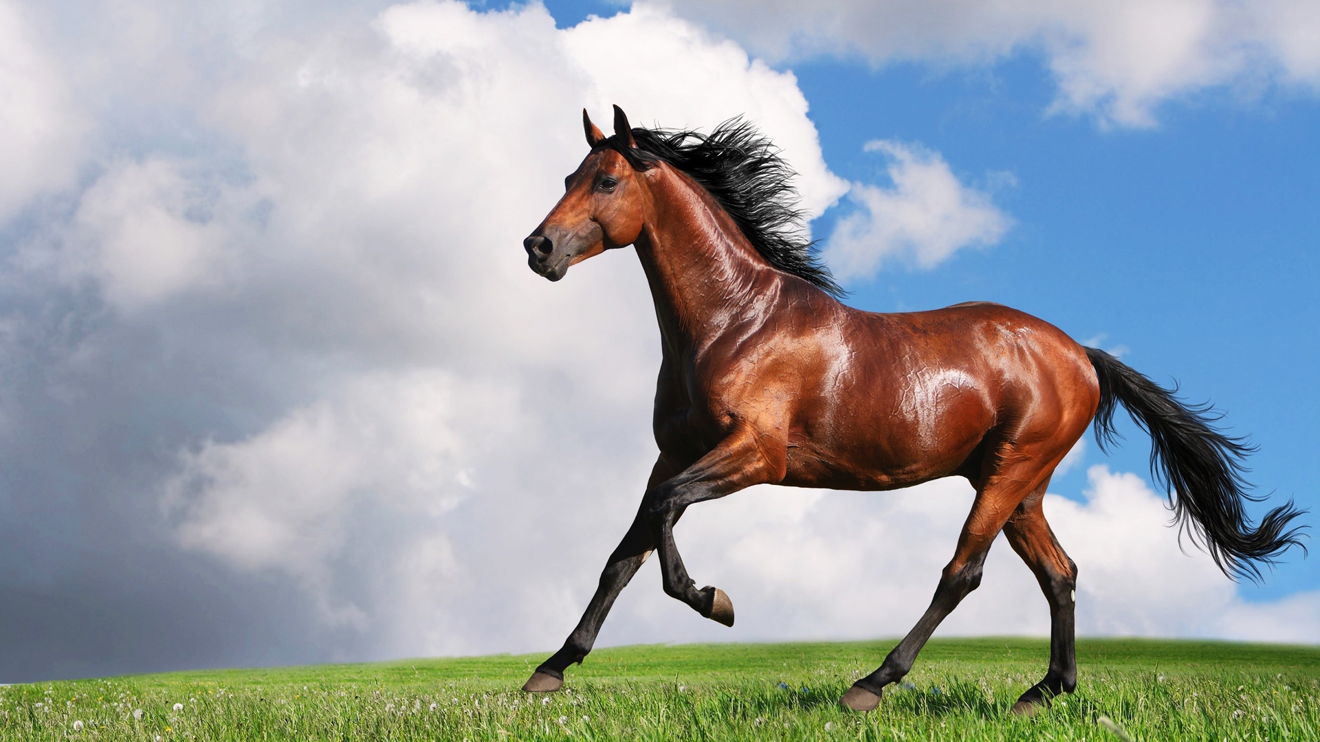 Horse Wallpapers Best Wallpapers