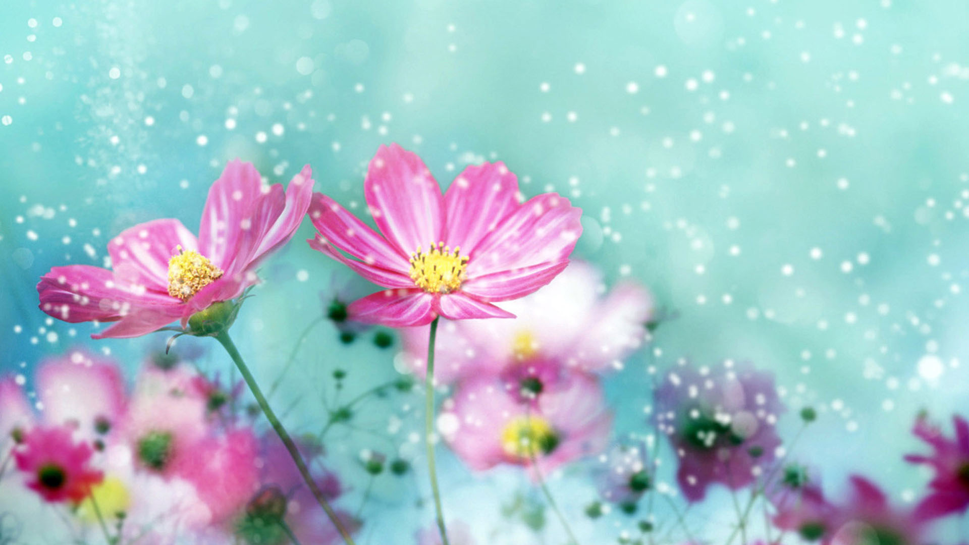 Colorful Flower Backgrounds for Desktop