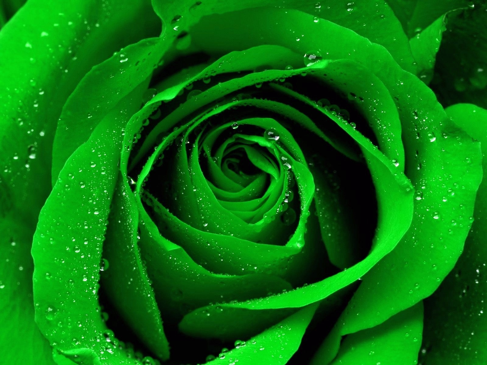 Green Rose