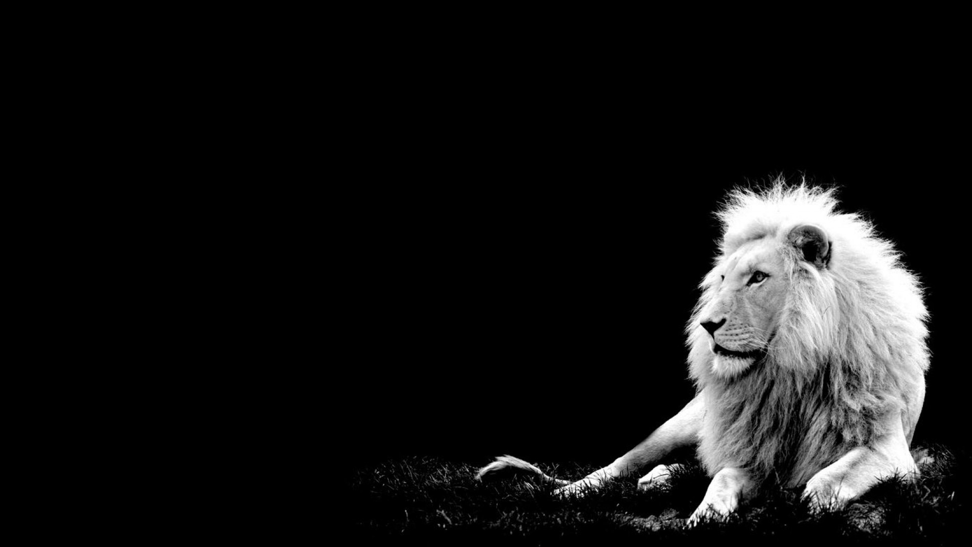 Black and White Photography Lion