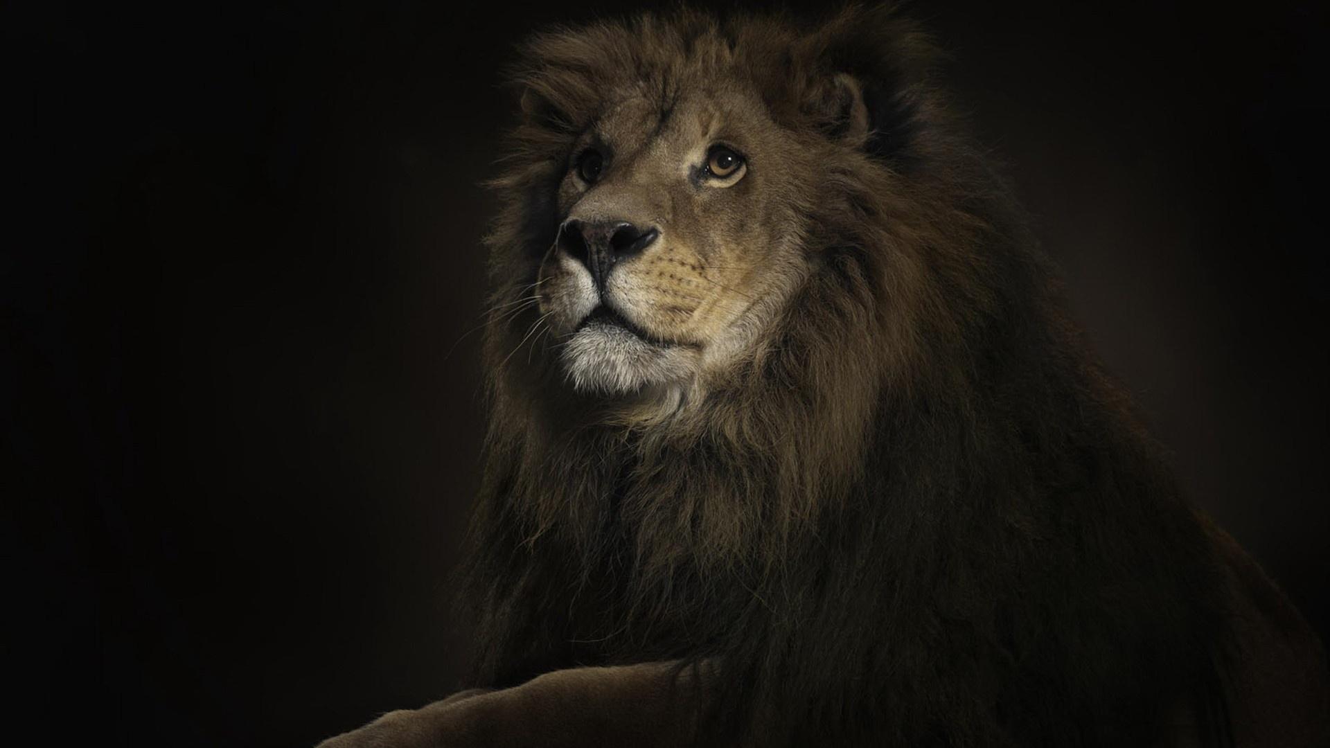 Lion Wallpapers | Best Wallpapers