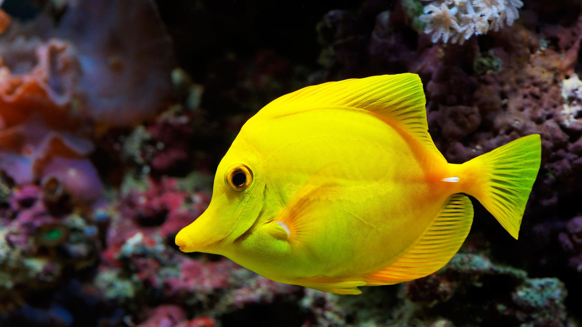 Fish Wallpapers | Best Wallpapers