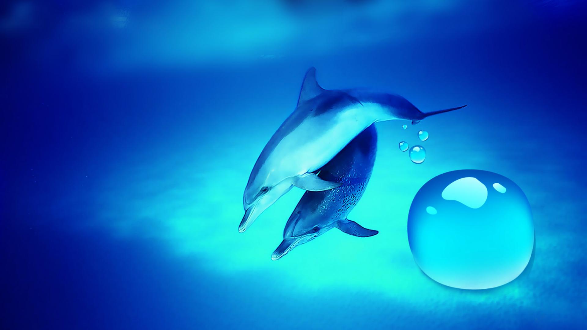 Dolphin Wallpapers | Best Wallpapers