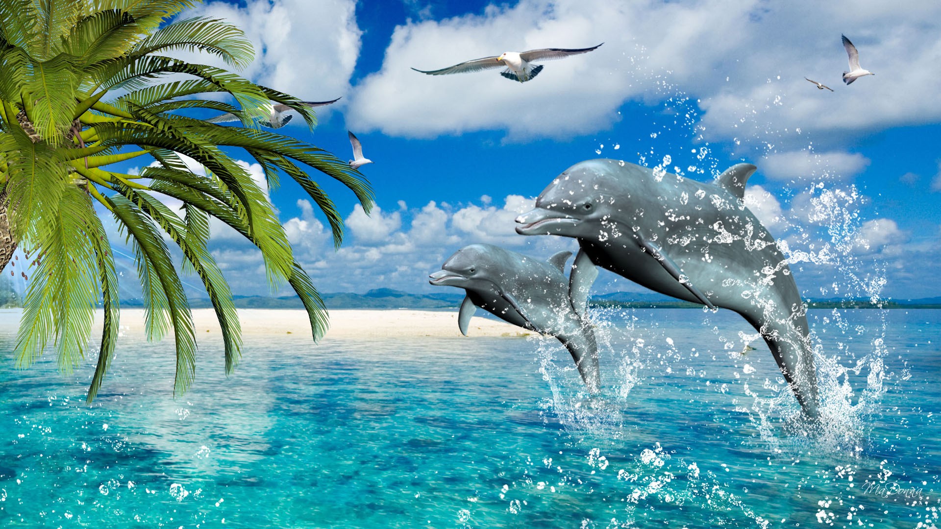 dolphins 3d