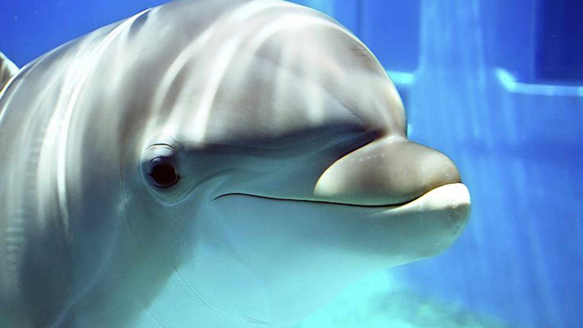 Dolphin Wallpapers | Best Wallpapers