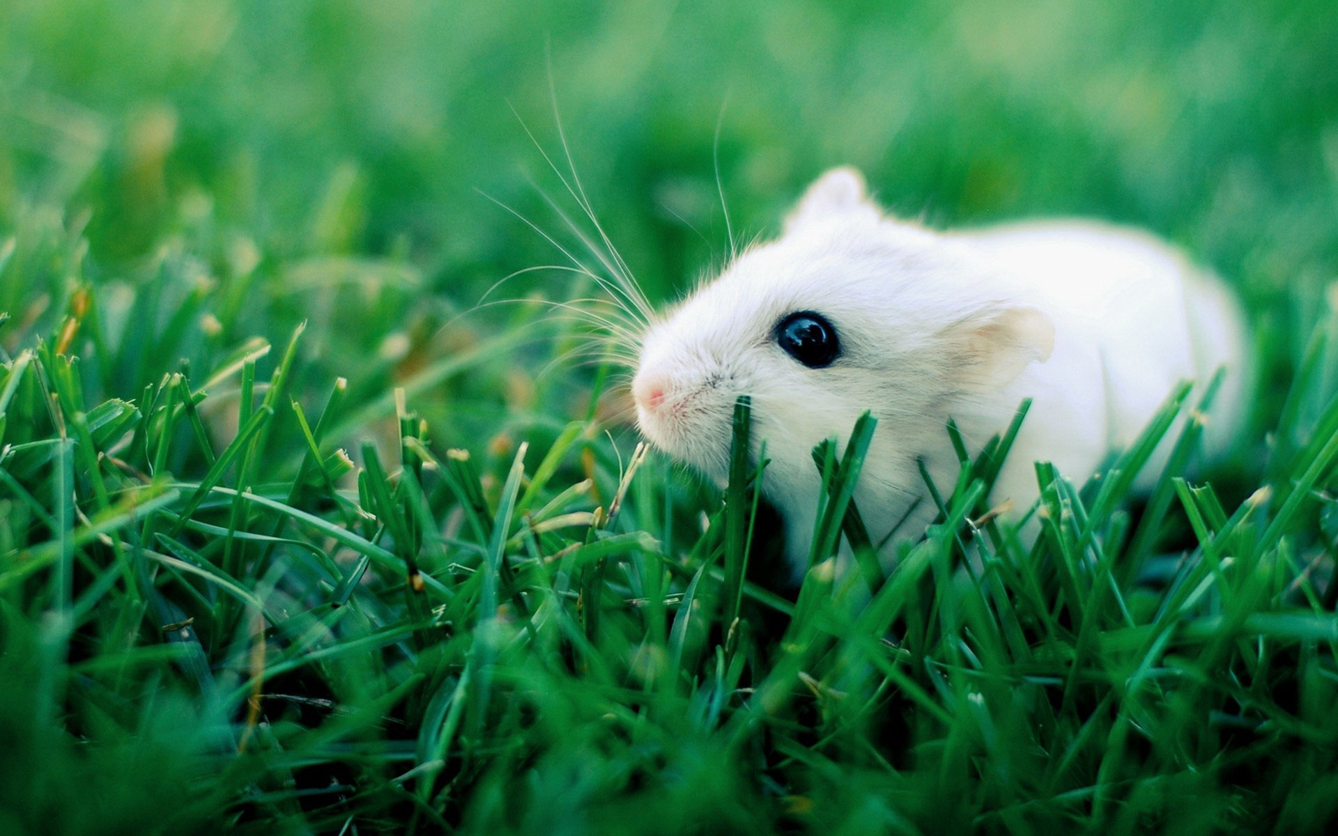 Hamster Wallpapers | Best Wallpapers