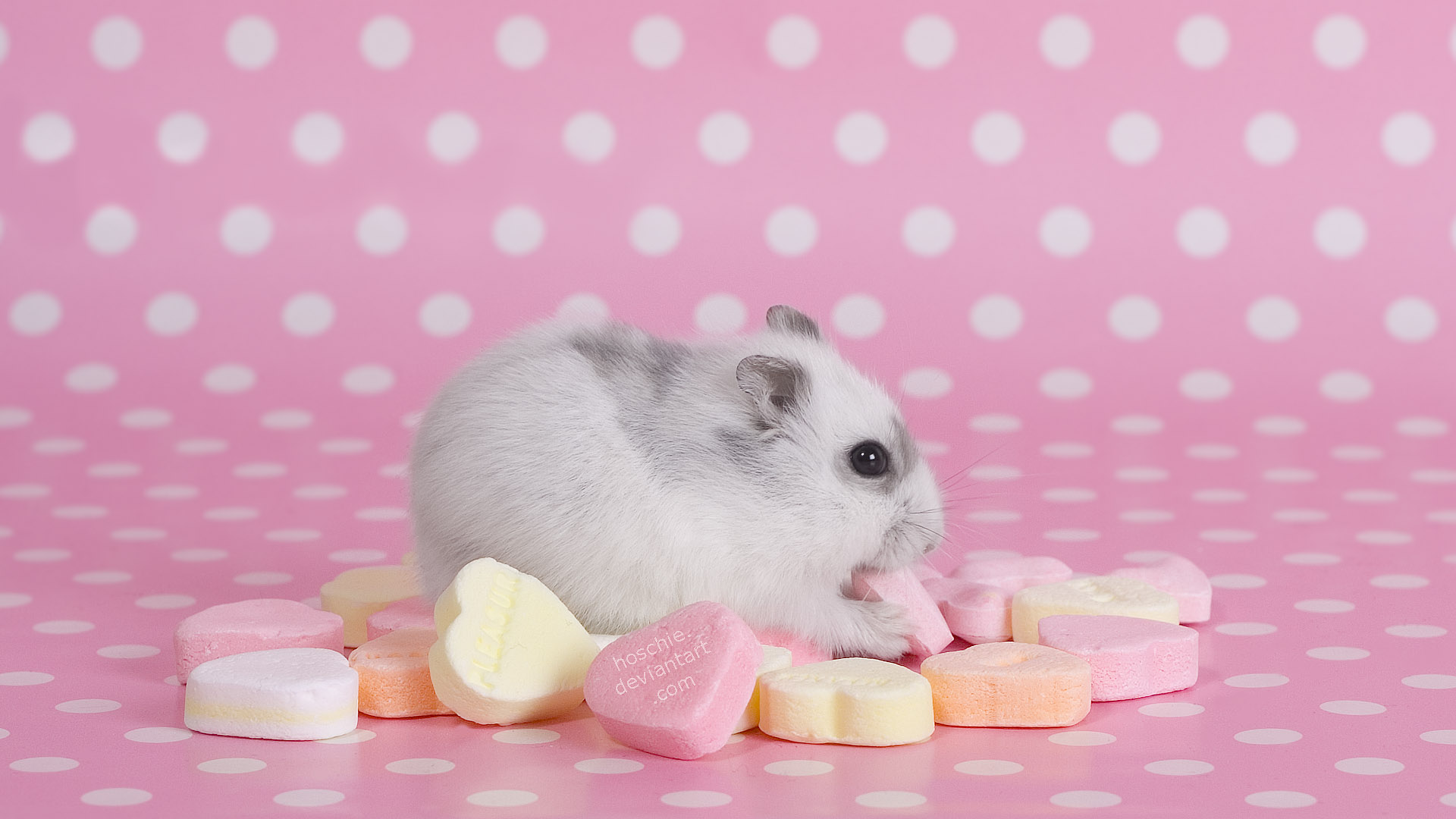 Hamster Wallpapers | Best Wallpapers