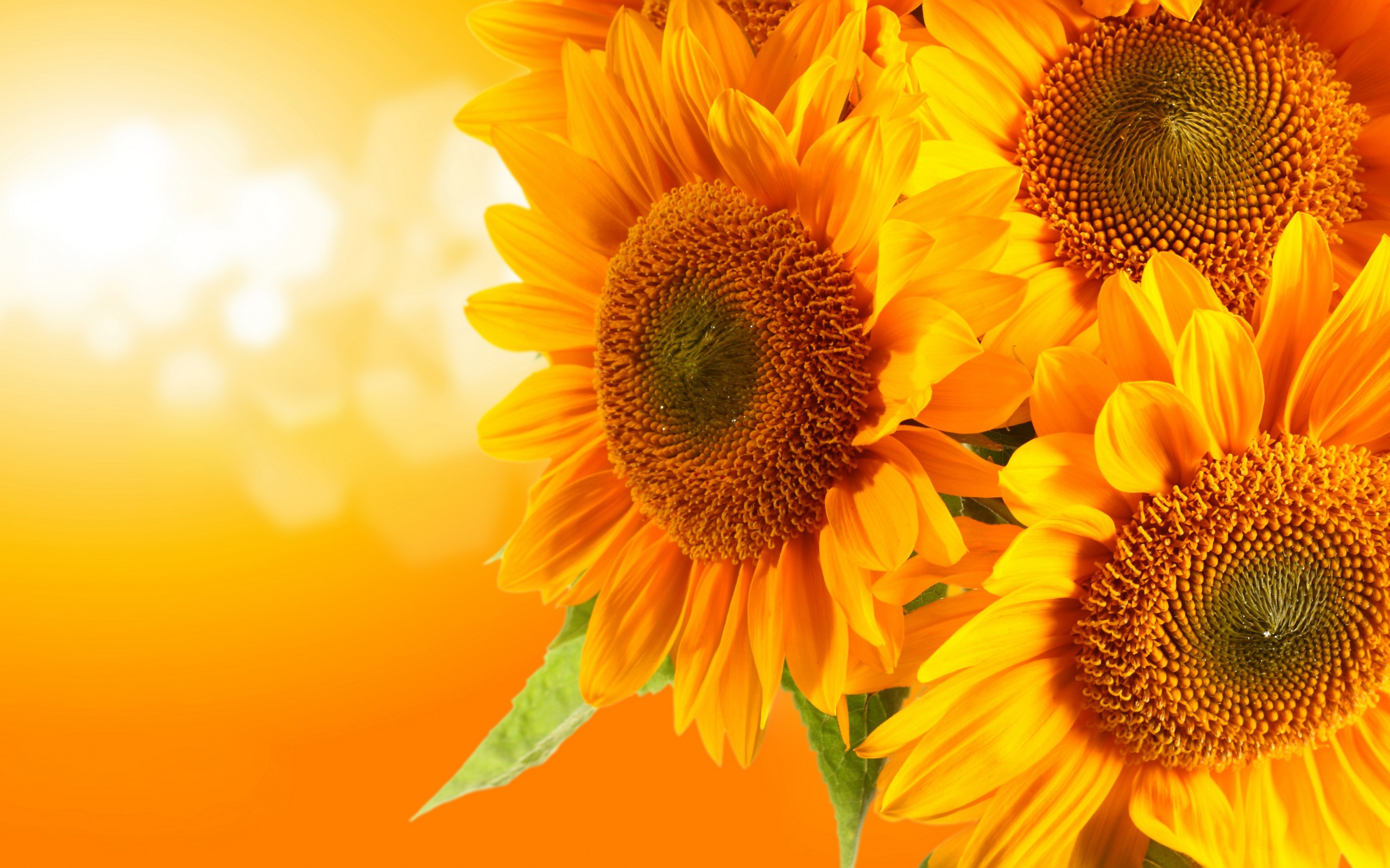 Sunflower Wallpapers | Best Wallpapers