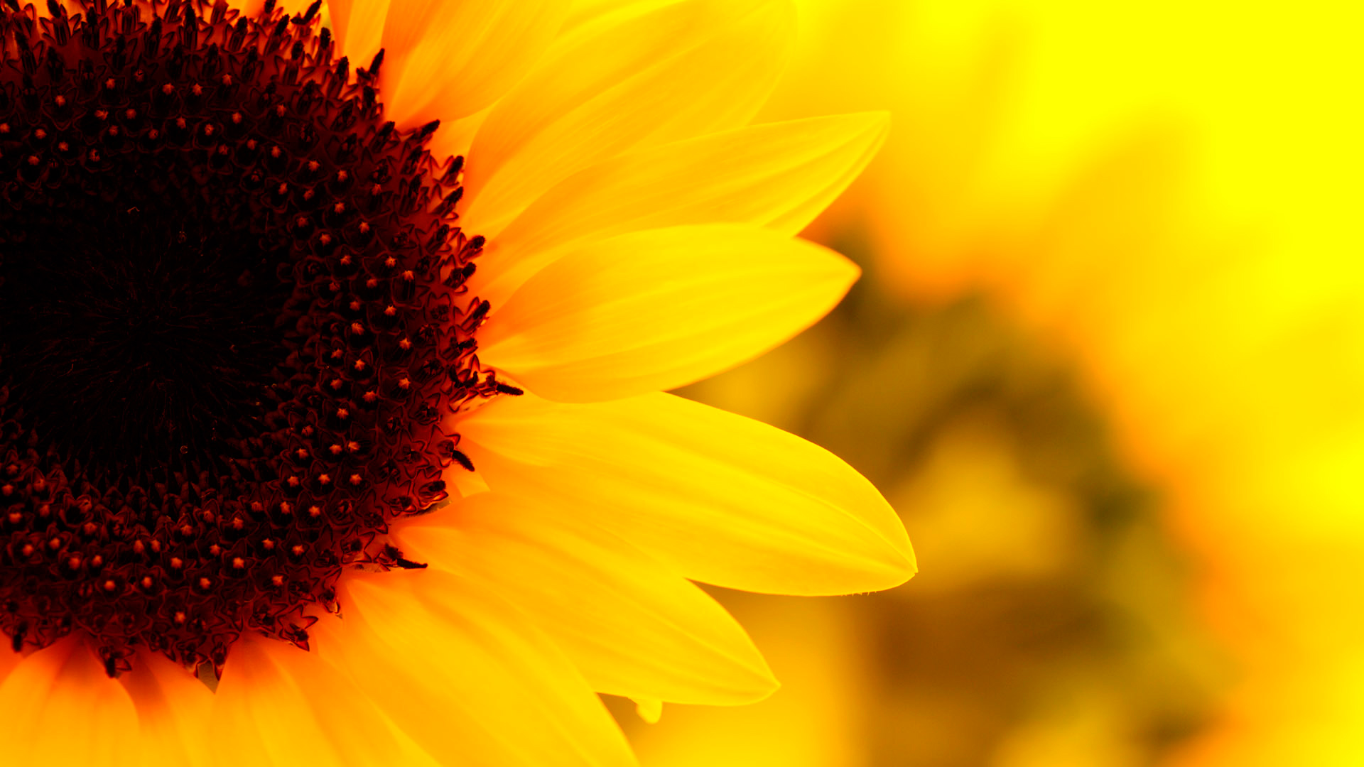 Sunflower Wallpapers | Best Wallpapers