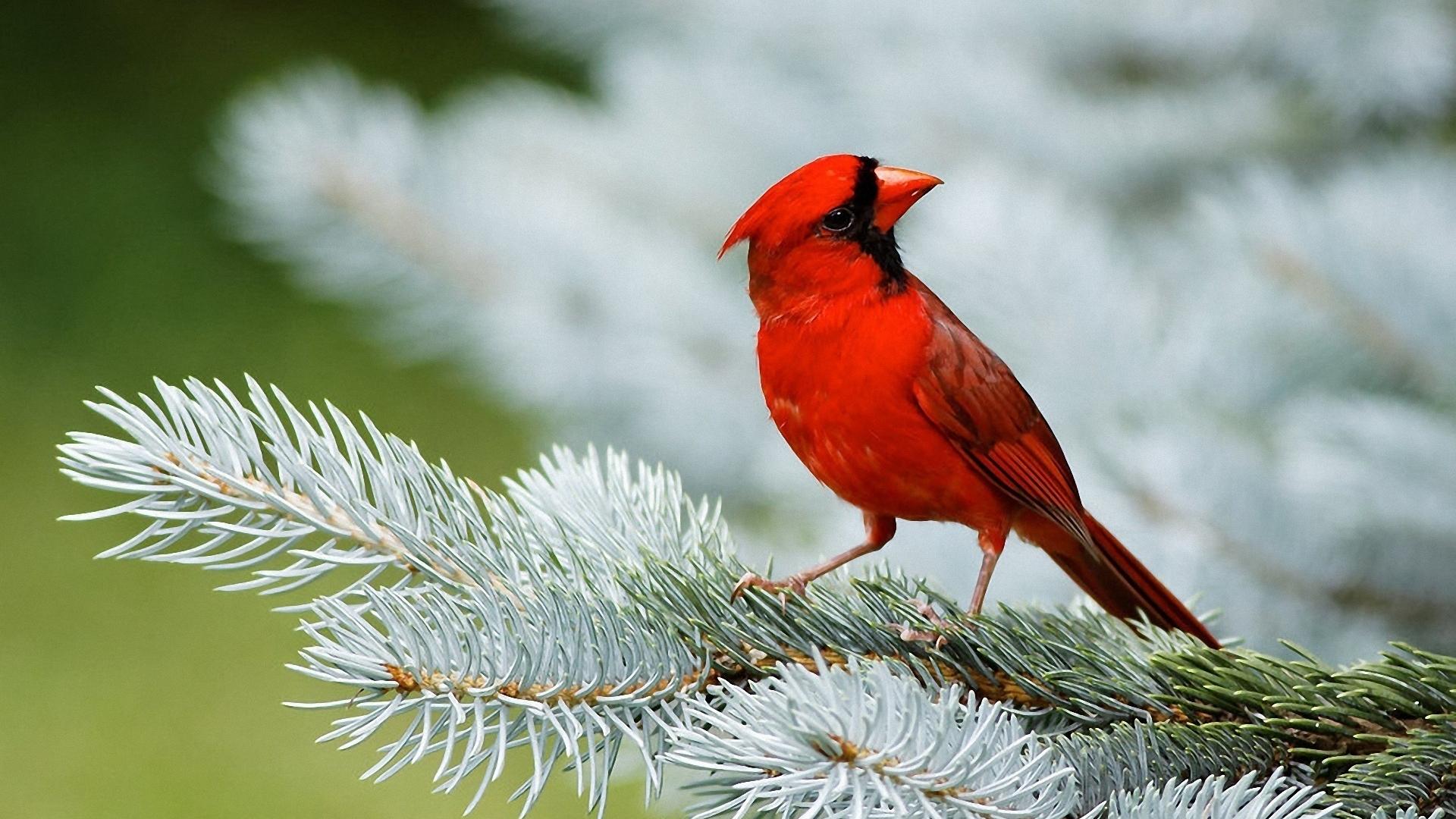 Birds Wallpapers | Best Wallpapers