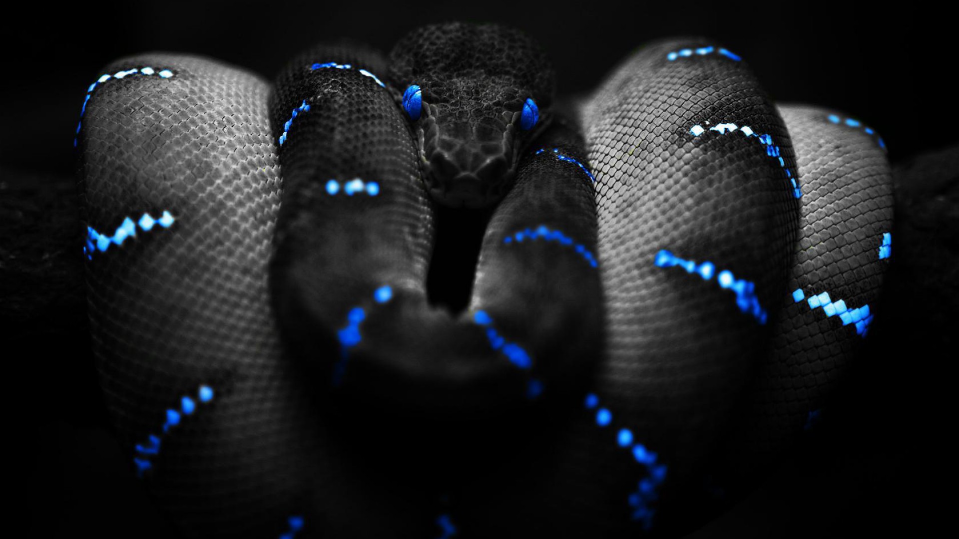 awesome snake wallpaper