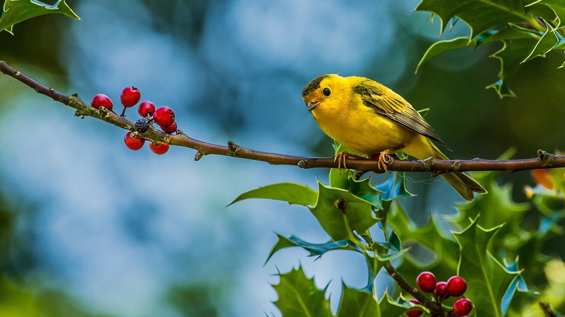 Birds Wallpapers | Best Wallpapers