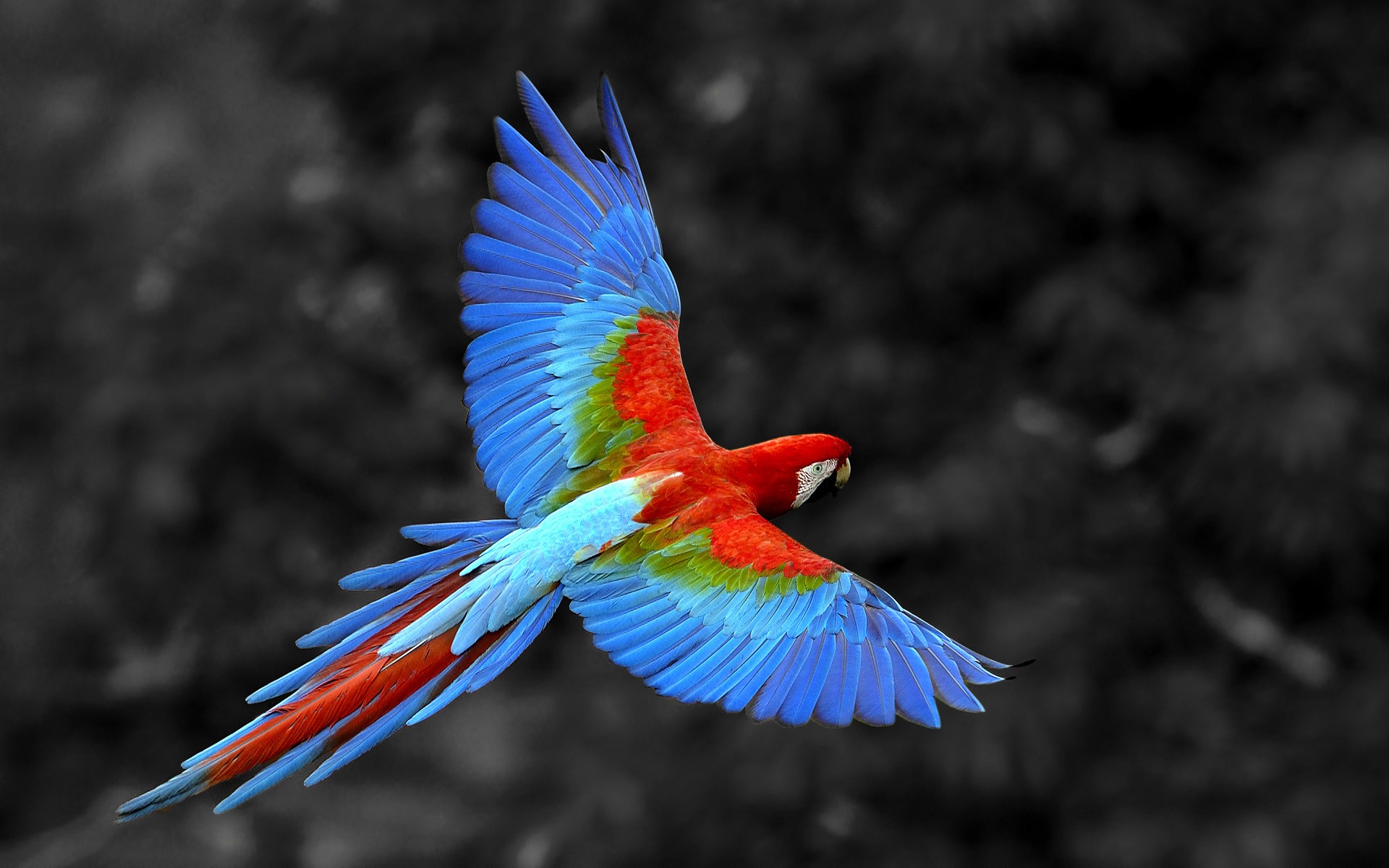 Parrot Wallpapers Free Download Colorful Birds HD Desktop Images