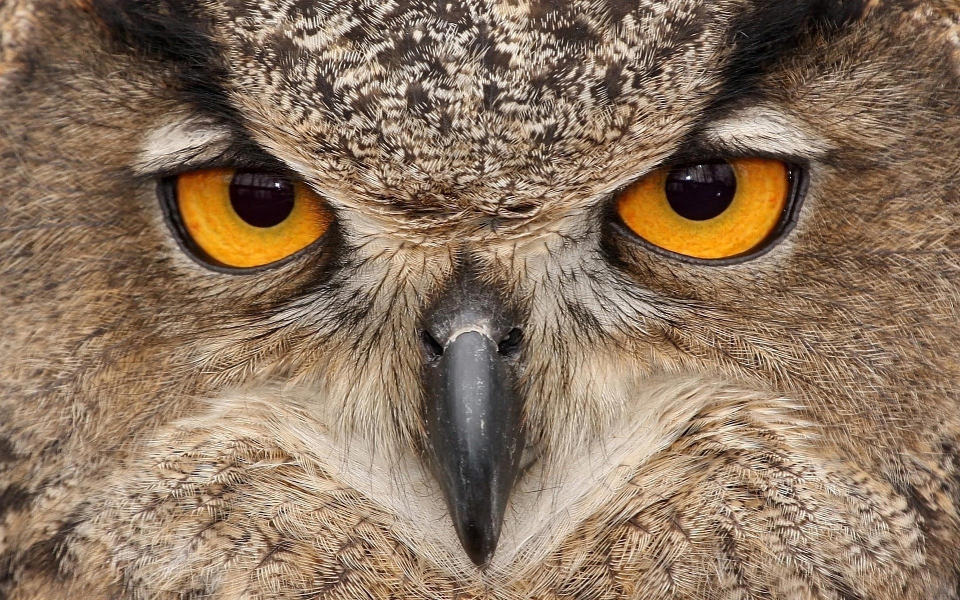 Owl Wallpapers | Best Wallpapers