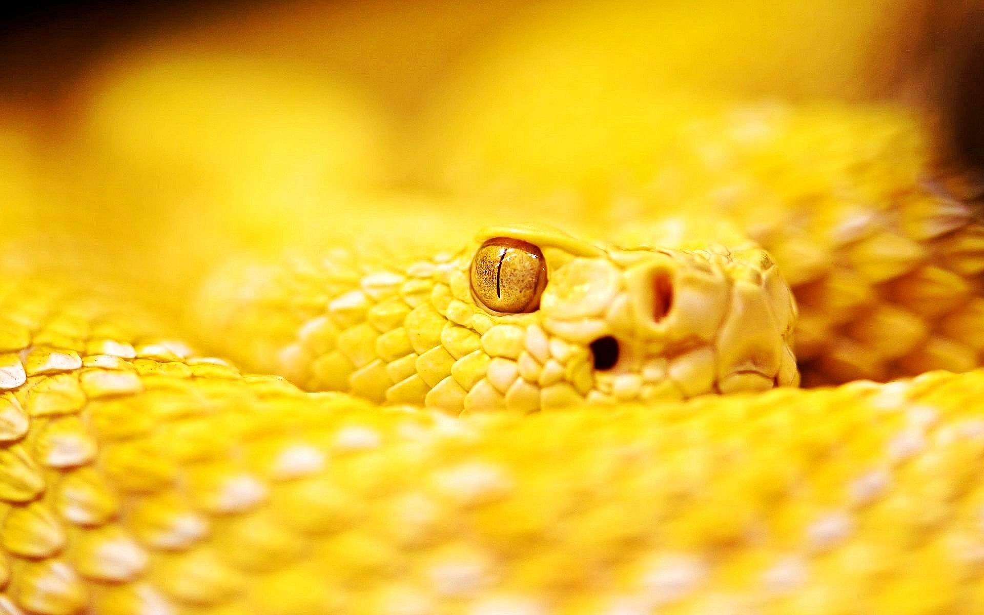 Snake Wallpapers | Best Wallpapers