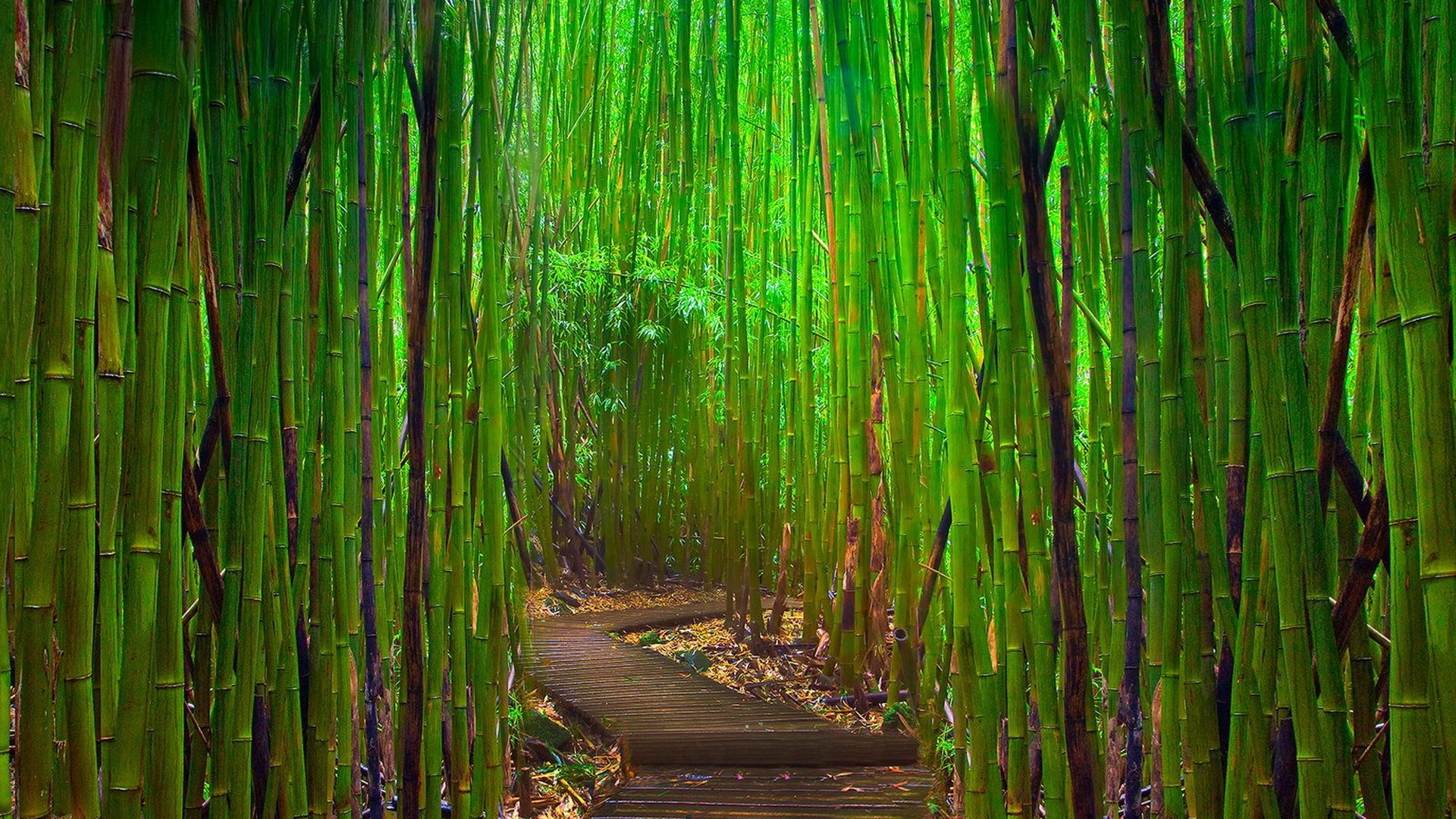 Bamboo Wallpapers | Best Wallpapers