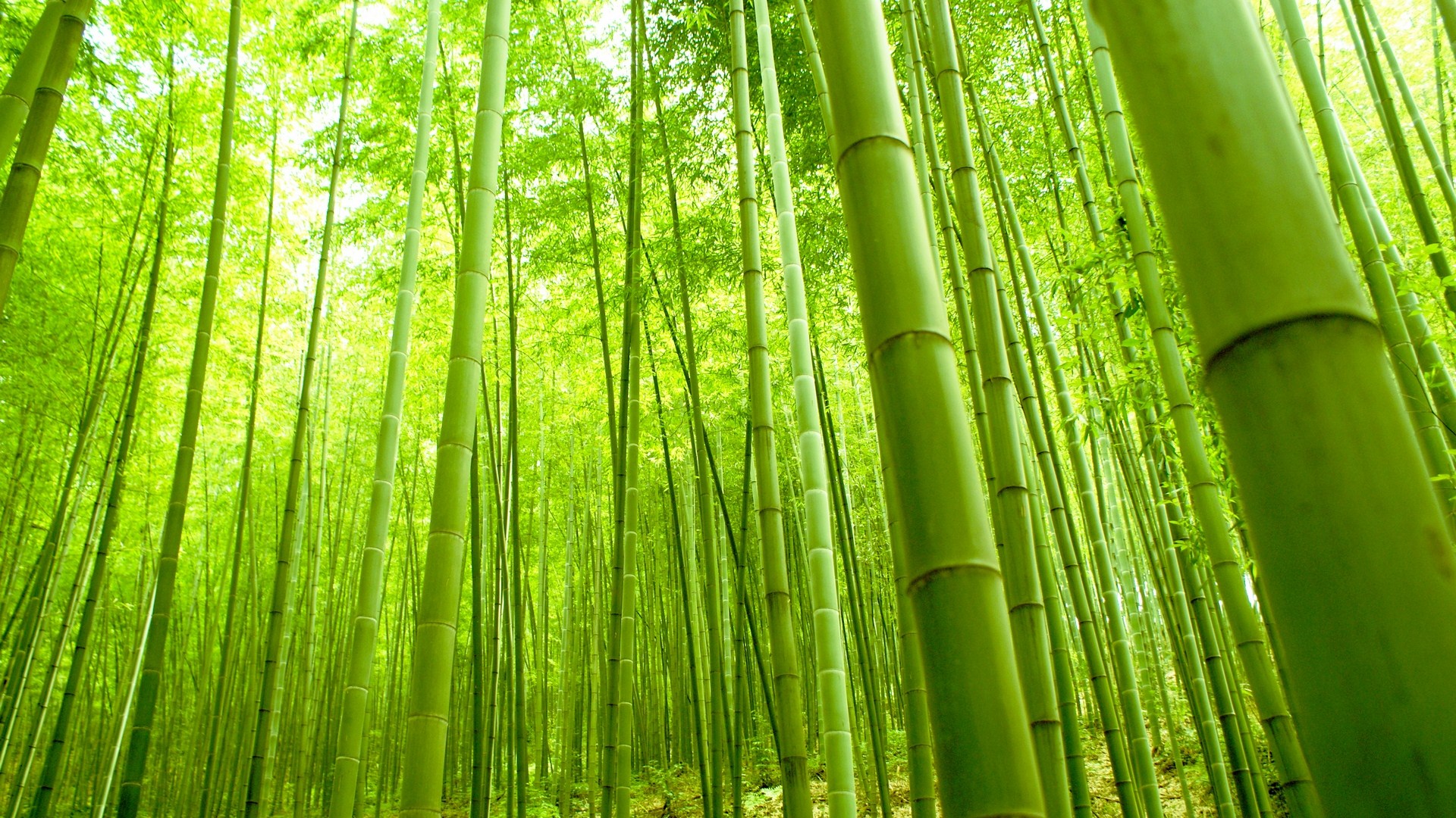 Bamboo Wallpapers | Best Wallpapers