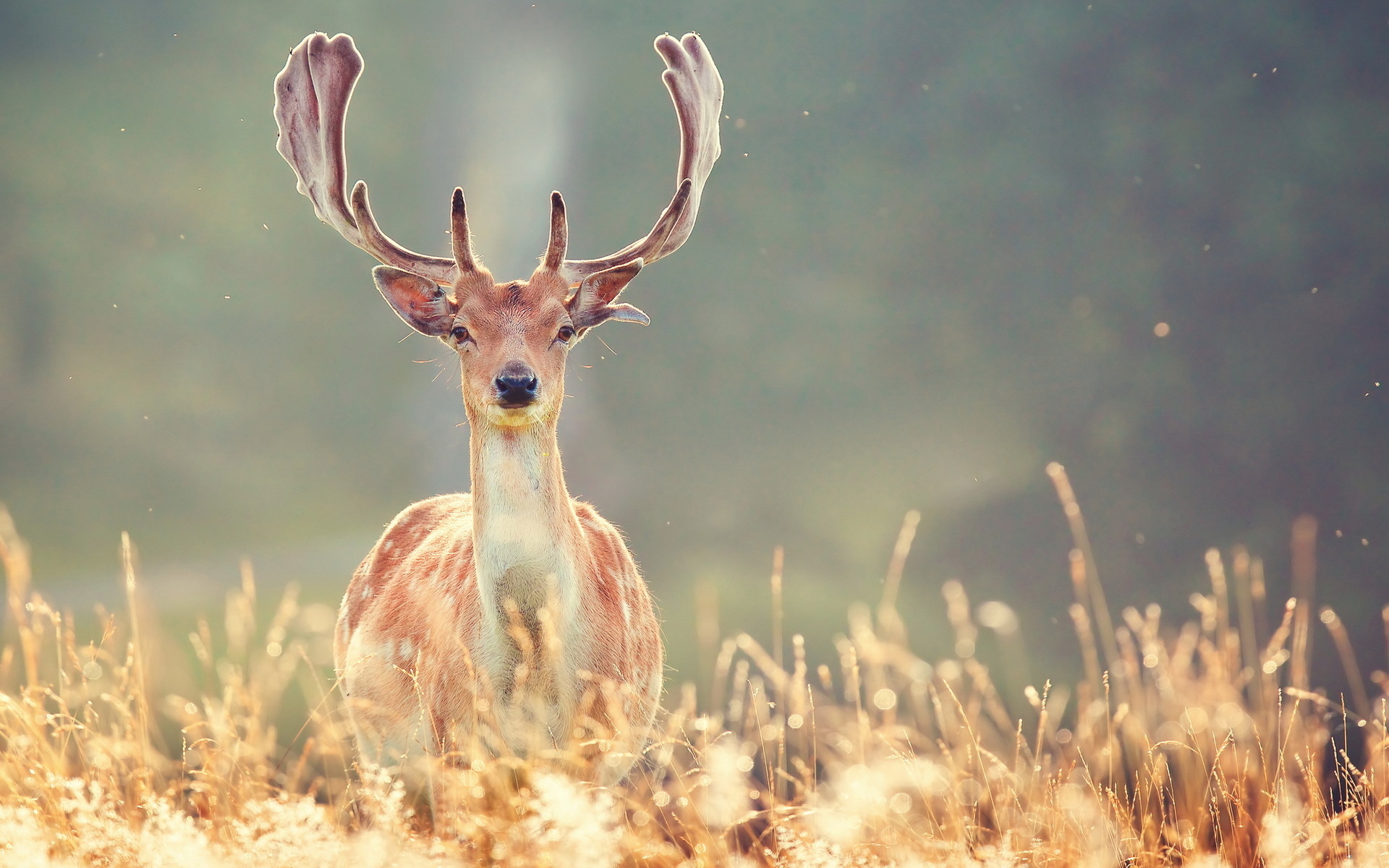 Deer Wallpapers | Best Wallpapers