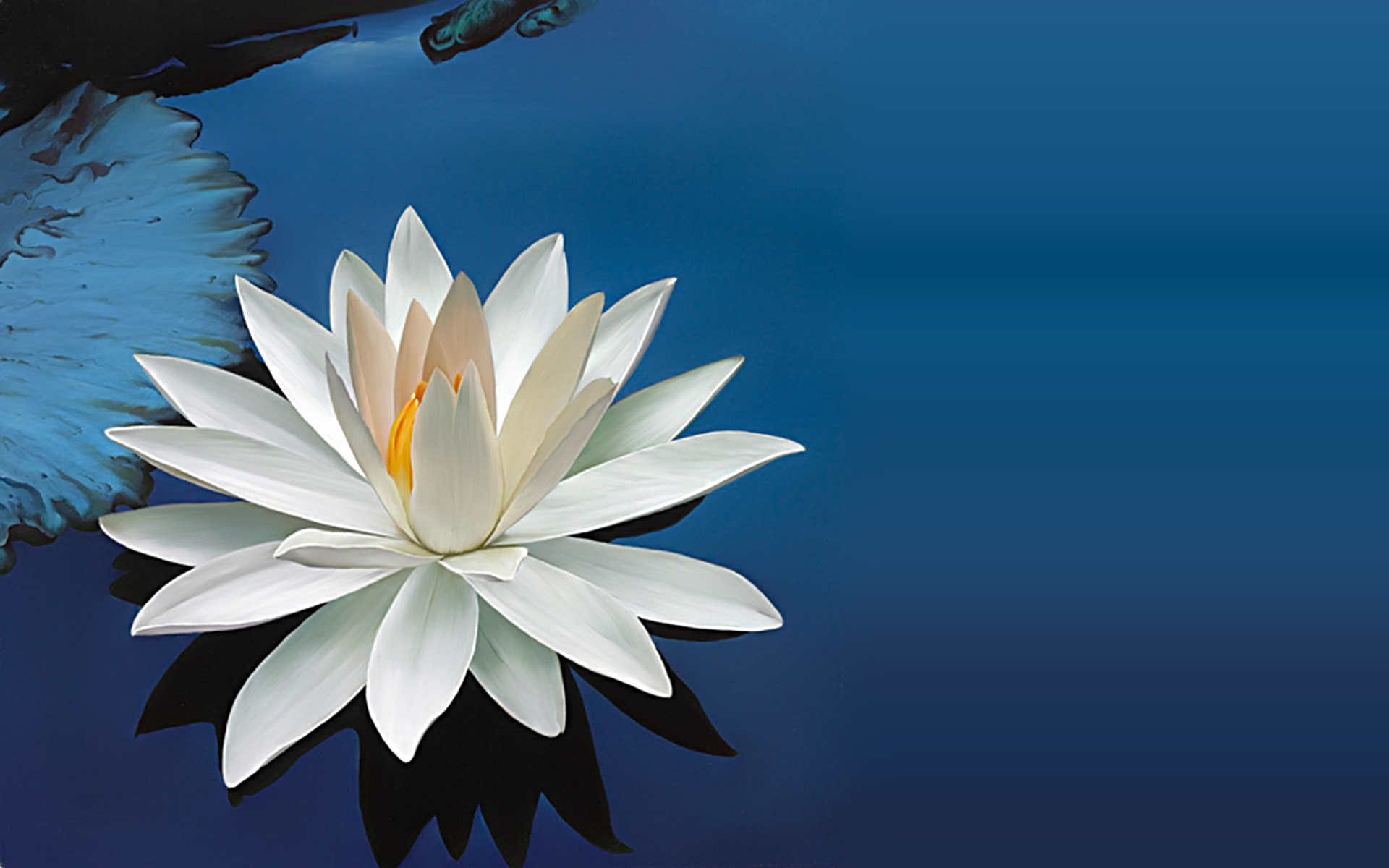 Lotus Wallpapers  Best Wallpapers