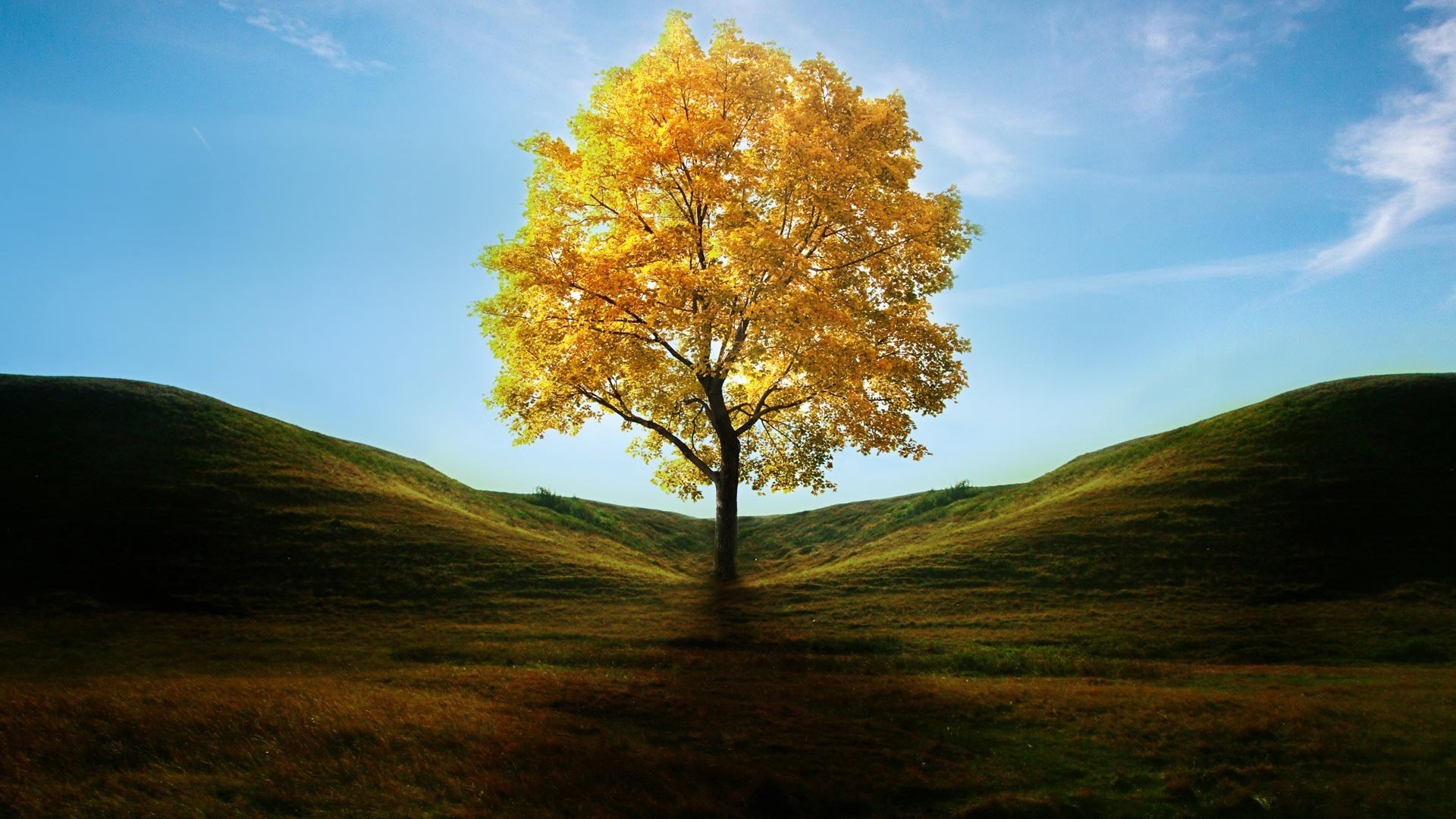 Tree Wallpapers | Best Wallpapers