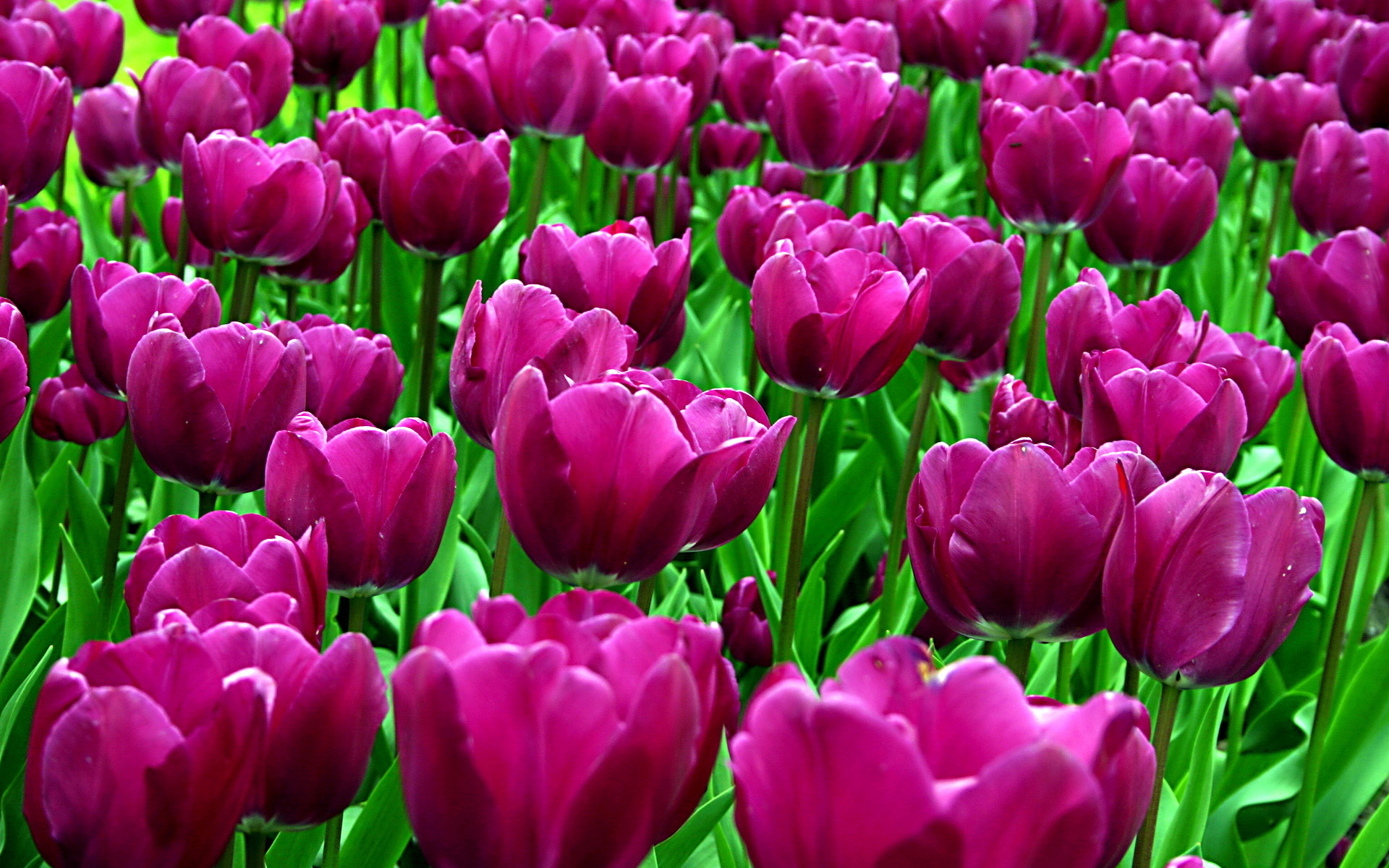 Tulips Wallpapers Best Wallpapers HD Wallpapers Download Free Images Wallpaper [wallpaper981.blogspot.com]