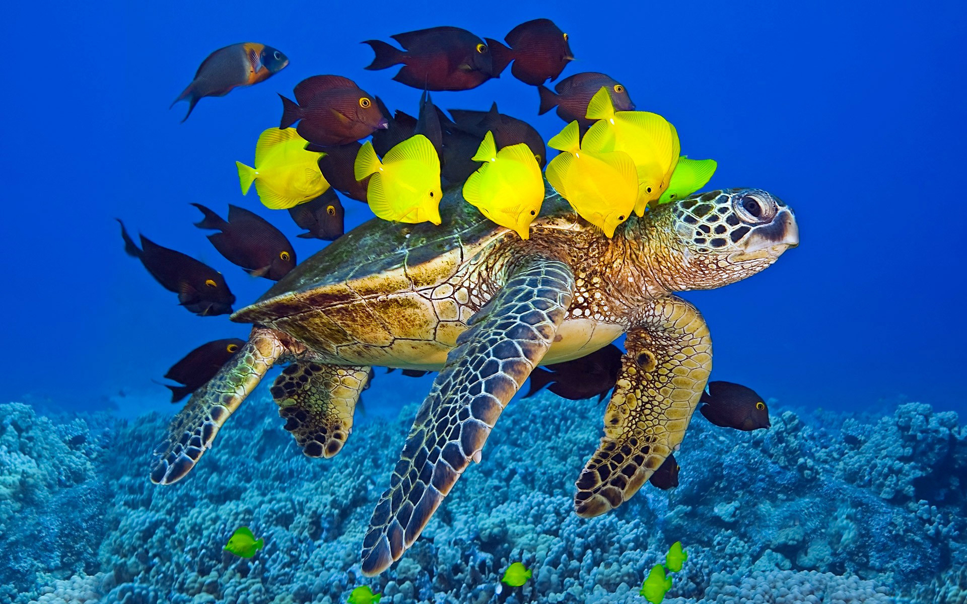 Turtle Wallpapers | Best Wallpapers