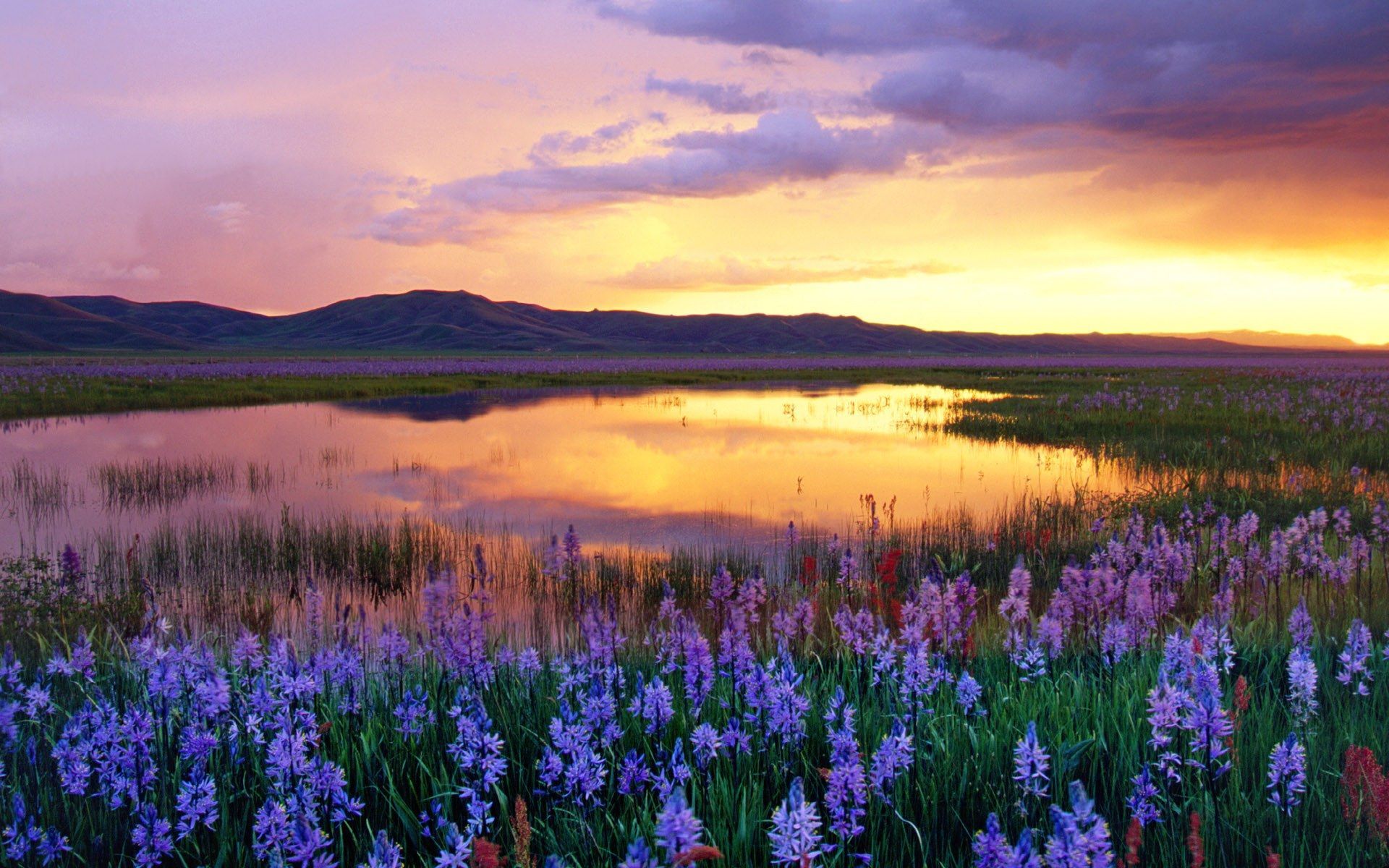 flower field background